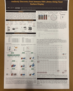 Antibody Discovery from Immune VHH Library Using Yeast Surface Display (Poster)